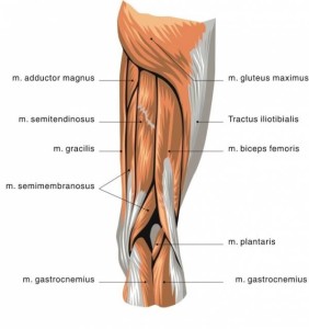 Biceps Femoris Tendonitis cause of back of knee pain